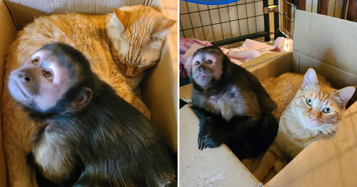 Mona y gato adorables son mejores amigos