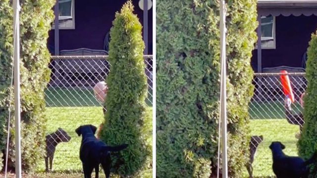 Mujer descubre a su vecino jugando en secreto con su perro cada vez que puede