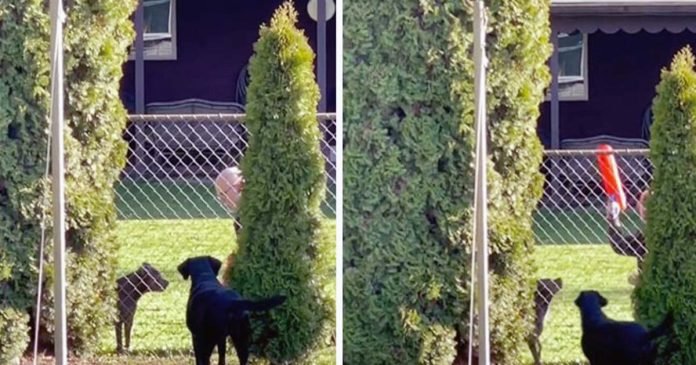 Mujer descubre a su vecino jugando en secreto con su perro cada vez que puede
