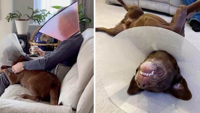 Papá usa un cono para que el perro se sienta menos solo por su recuperación de la cirugía