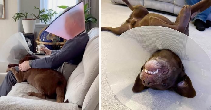 Papá usa un cono para que el perro se sienta menos solo por su recuperación de la cirugía