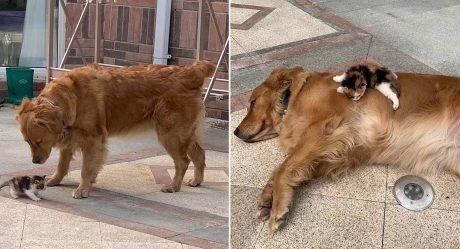 Perro lleva a papá donde una gatita abandonada en la calle e insiste en llevarla a casa