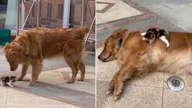 Perro lleva papá donde una gatita abandonada