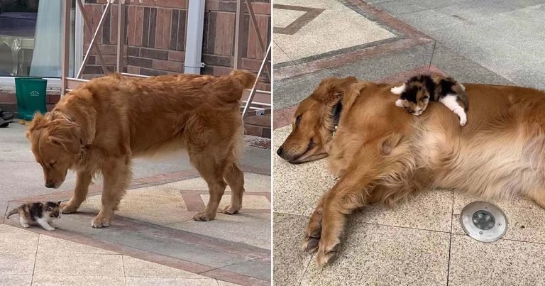 Perro lleva papá donde una gatita abandonada