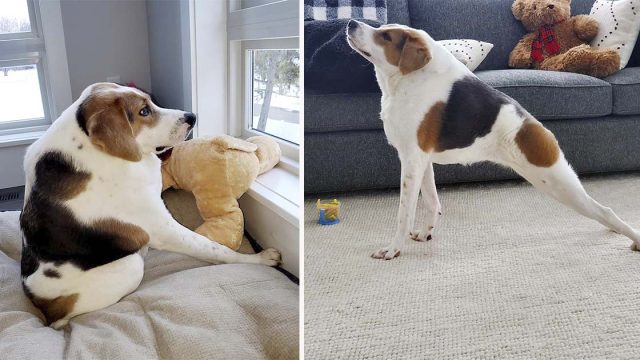 Perro que nació sin cuello desafía las probabilidades y encuentra la familia perfecta