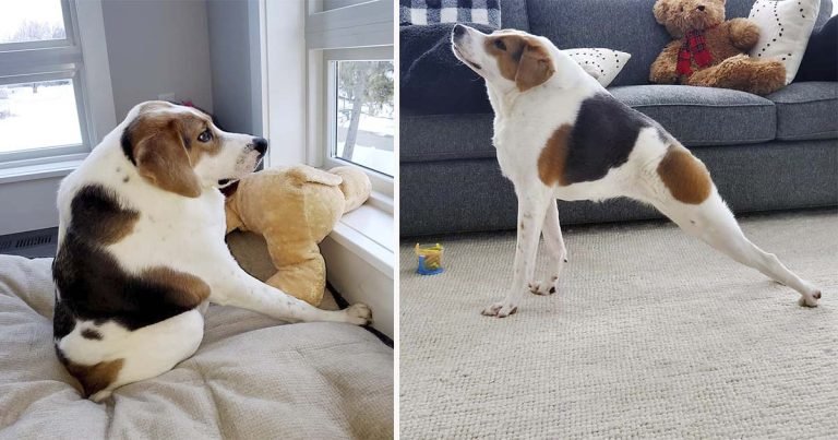 Perro que nació sin cuello desafía las probabilidades y encuentra la familia perfecta