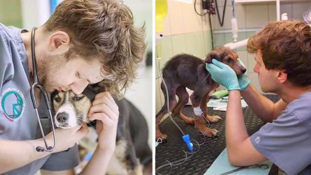 Valiente veterinario rescata animales Ucrania lleva lugar seguro
