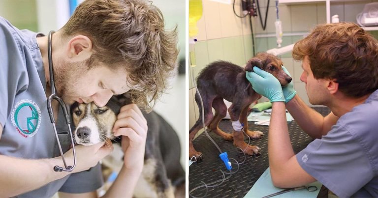 Valiente veterinario rescata animales traumatizados de Ucrania y los lleva a un lugar seguro