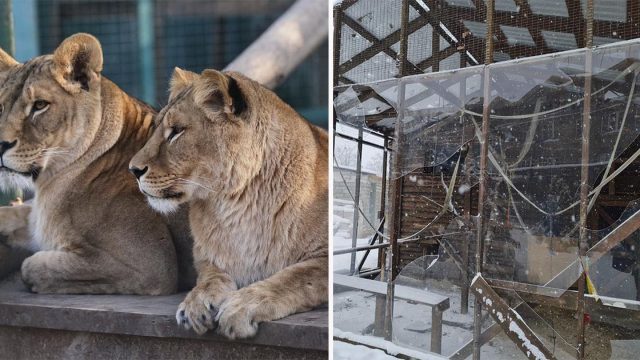 Zoológico ucraniano considera sacrificar animales en medio de temores de que puedan escapar