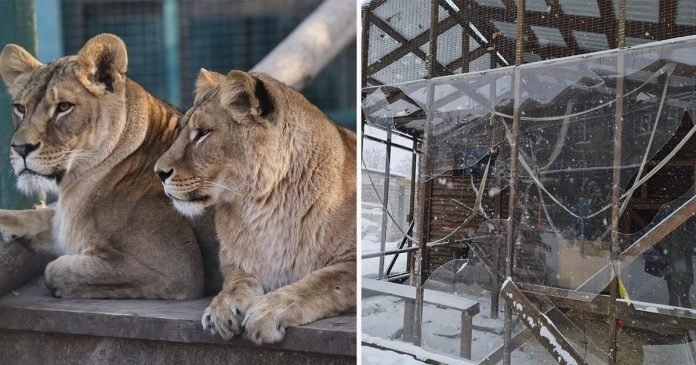 Zoológico ucraniano considera sacrificar animales en medio de temores de que puedan escapar
