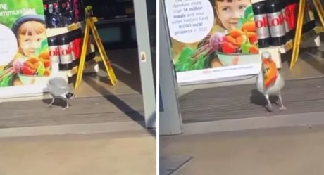 El personal de esta tienda ha renunciado a tratar de evitar que Steven, la gaviota, robe papas fritas