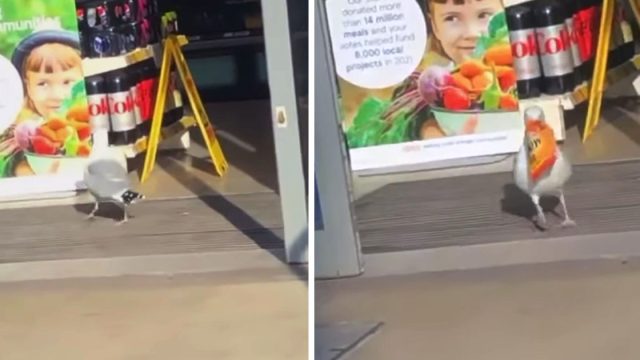 El personal de esta tienda ha renunciado a tratar de evitar que Steven, la gaviota, robe papas fritas
