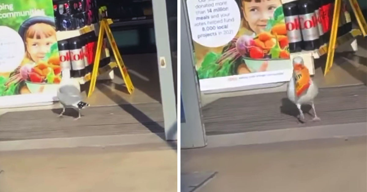 El personal de esta tienda ha renunciado a tratar de evitar que Steven, la gaviota, robe papas fritas