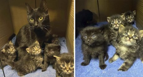 Gata encuentra un hogar cómodo justo a tiempo para que sus gatitos no tengan que nacer afuera