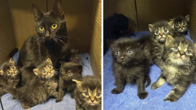 Gata encuentra un hogar cómodo justo a tiempo para que sus gatitos no tengan que nacer afuera