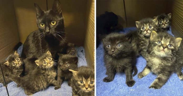 Gata encuentra un hogar cómodo justo a tiempo para que sus gatitos no tengan que nacer afuera