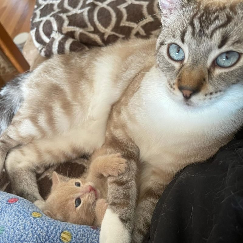 Cat accepts a little kitten as his own and never tires of giving her