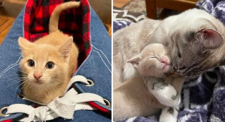 Gato acepta como propia a una pequeña gatita y no se cansa de darle atención