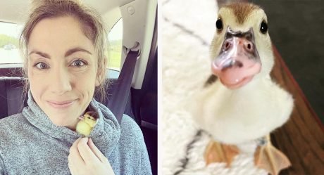Mujer encuentra a un patito bebé abandonado y lo toma bajo su cuidado