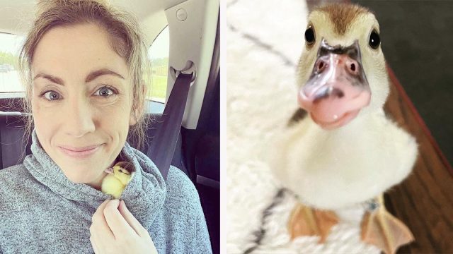 Mujer encuentra a un patito bebé abandonado y lo toma bajo su cuidado