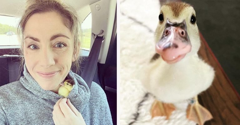 Mujer encuentra a un patito bebé abandonado y lo toma bajo su cuidado