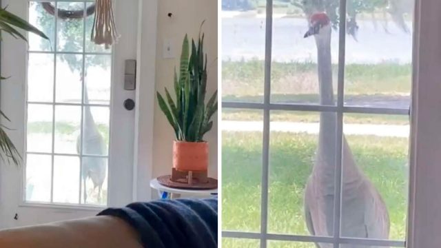 Mujer hace amiga grulla salvaje llama puerta