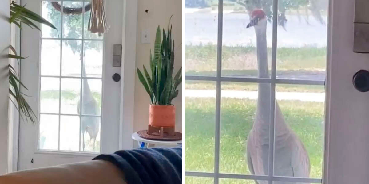 Mujer hace amiga grulla salvaje llama puerta