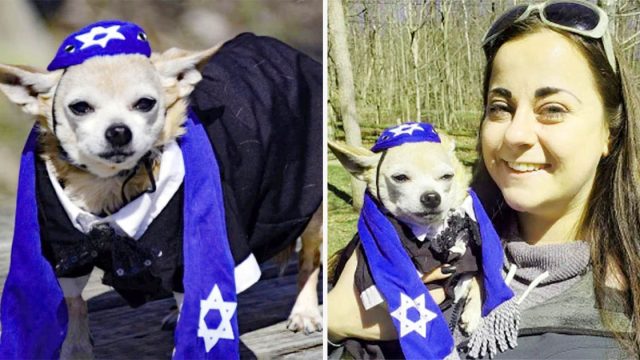 Mujer organiza bar mitzvah para su chihuahua de 13 años, y es adorable