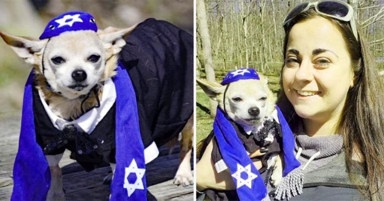 Mujer organiza bar mitzvah para su chihuahua de 13 años, y es adorable