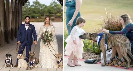 Pareja que se conoció paseando a sus perros incluye a cinco de ellos en su boda