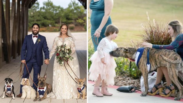 Pareja que se conoció paseando a sus perros incluye a cinco de ellos en su boda