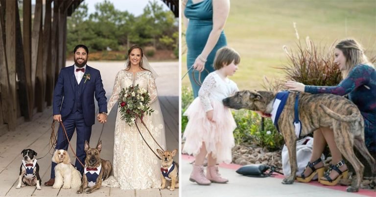 Pareja que se conoció paseando a sus perros incluye a cinco de ellos en su boda