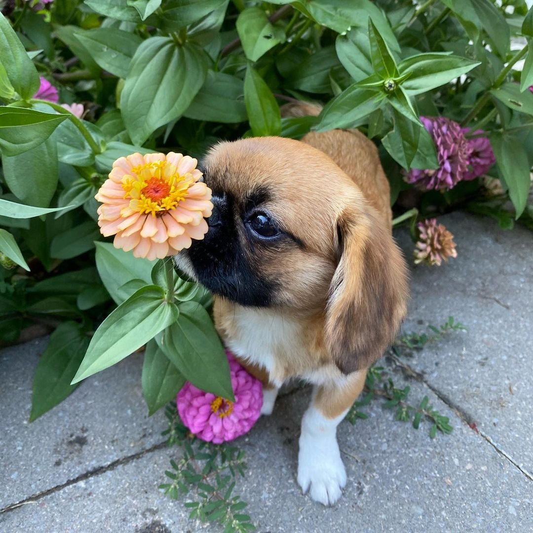 Perrito disfruta oler flores