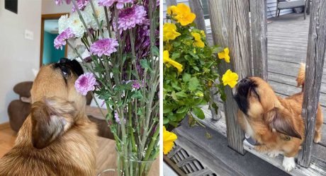 Perrito insiste en detenerse a oler cada flor que ve