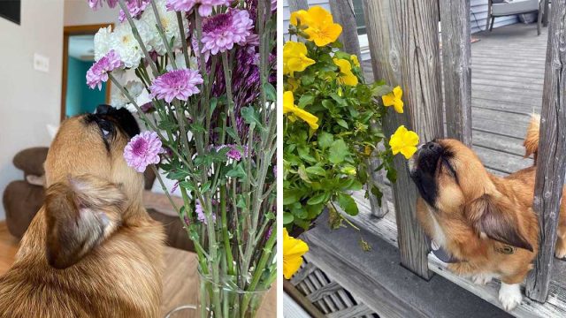 Perrito insiste en detenerse a oler cada flor que ve