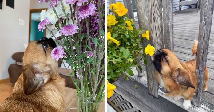 Perrito insiste en detenerse a oler cada flor que ve