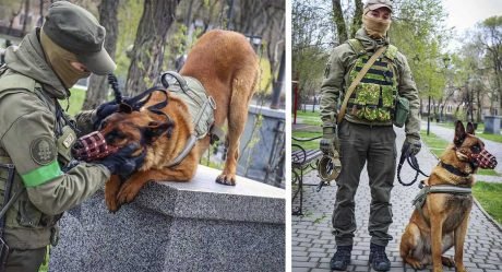 Perro de guerra abandonado por los rusos cambia de bando tras ser rescatado por tropas ucranianas