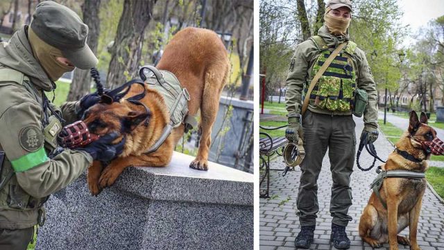 Perro de guerra abandonado por los rusos cambia de bando tras ser rescatado por tropas ucranianas