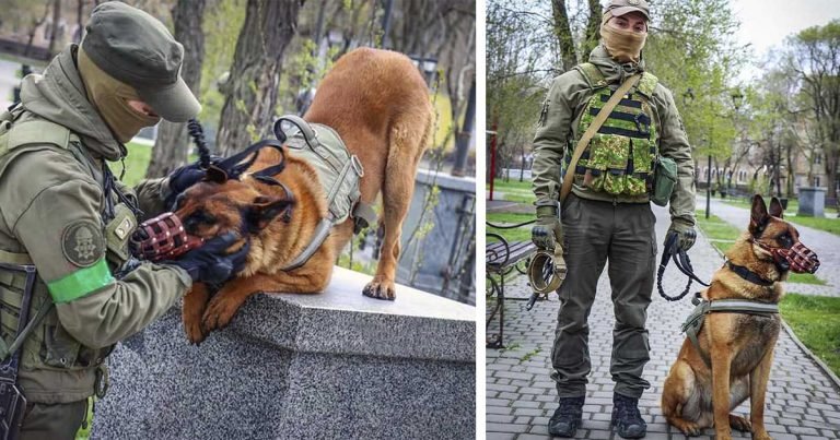 Perro de guerra abandonado por los rusos cambia de bando tras ser rescatado por tropas ucranianas