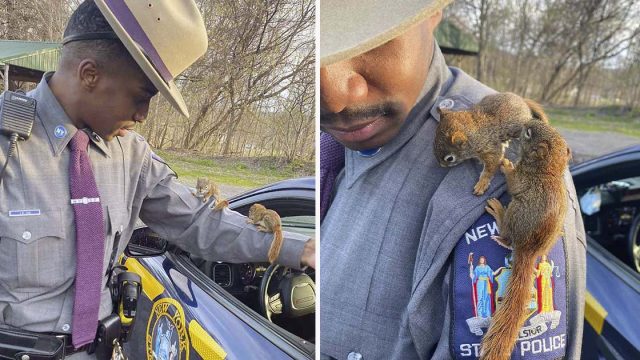 Policía ve ardillas bebés en el camino y termina haciéndose su amigo