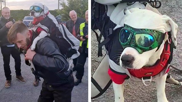 A esta perrita le encanta subirse a los hombros de su papá y dar paseos en moto