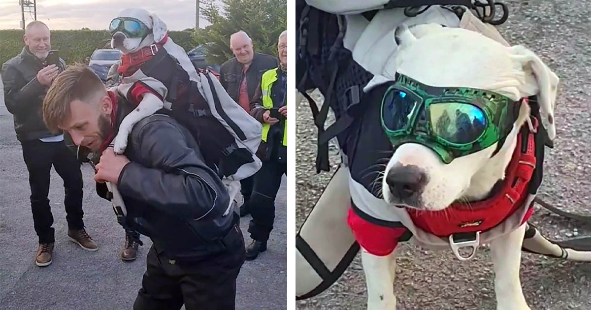 A esta perrita le encanta subirse a los hombros de su papá y dar paseos en moto