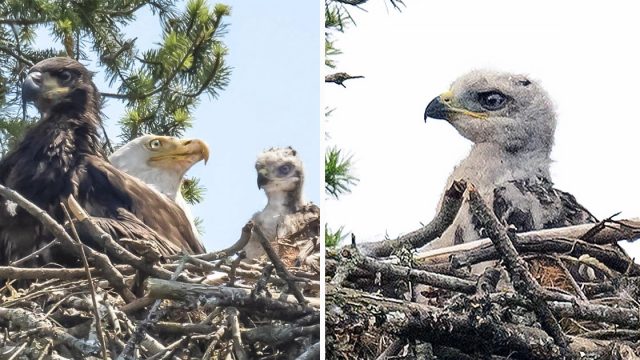 Águila atrapó a un halcón bebé para la cena y terminó adoptándolo