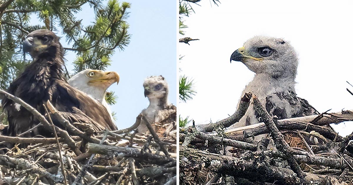 Águila atrapó a un halcón bebé para la cena y terminó adoptándolo