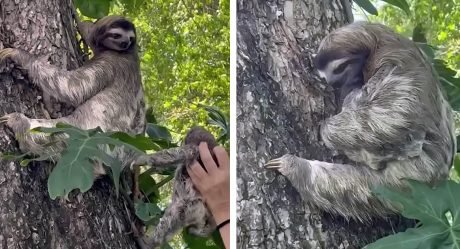 Bebé perezoso que lloraba porque cayó de un árbol es rescatado y reunido con su madre