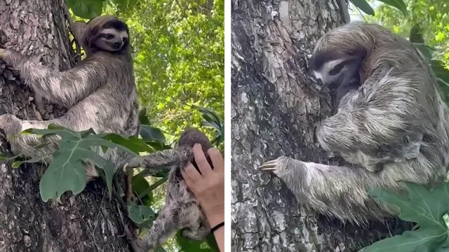 Bebé perezoso que lloraba porque cayó de un árbol es rescatado y reunido con su madre