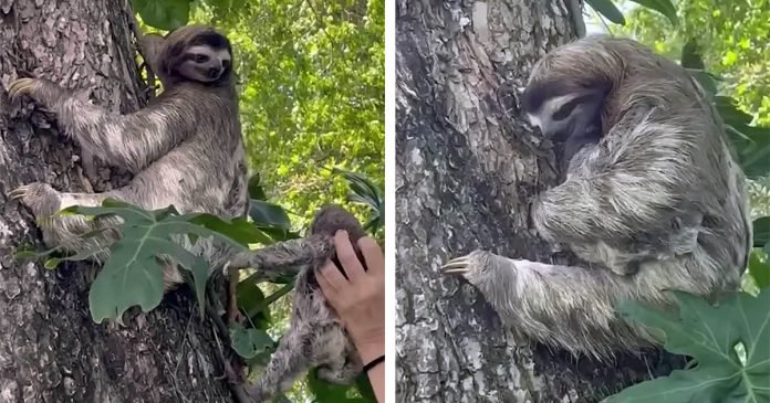 Bebé perezoso que lloraba porque cayó de un árbol es rescatado y reunido con su madre