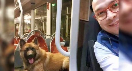 Conductor de un autobús se sorprende después de que un perro amigable salta a bordo