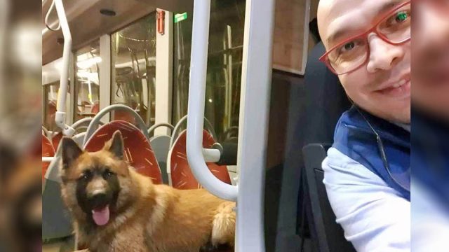 Conductor de un autobús se sorprende después de que un perro amigable salta a bordo
