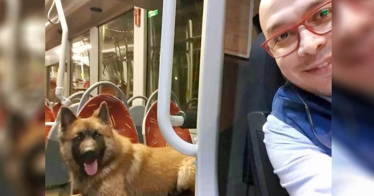 Conductor de un autobús se sorprende después de que un perro amigable salta a bordo